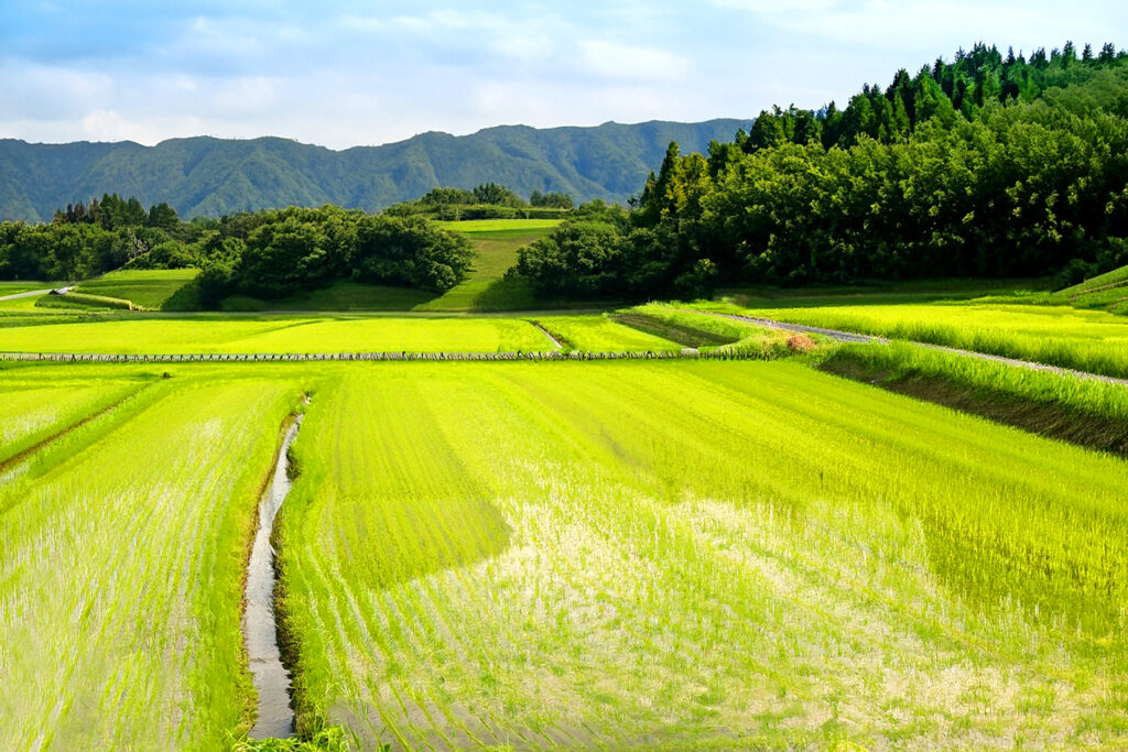 田植えのシーズン到来！お米ができるまでの秘密を探る2