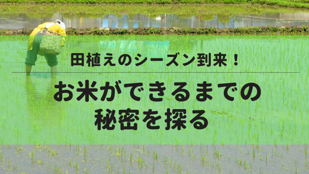 田植えのシーズン到来！お米ができるまでの秘密を探る