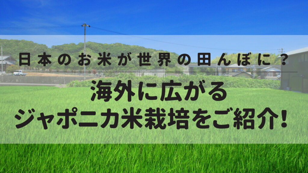 日本のお米が世界の田んぼに？海外に広がるジャポニカ米栽培をご紹介！