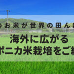 日本のお米が世界の田んぼに？海外に広がるジャポニカ米栽培をご紹介！