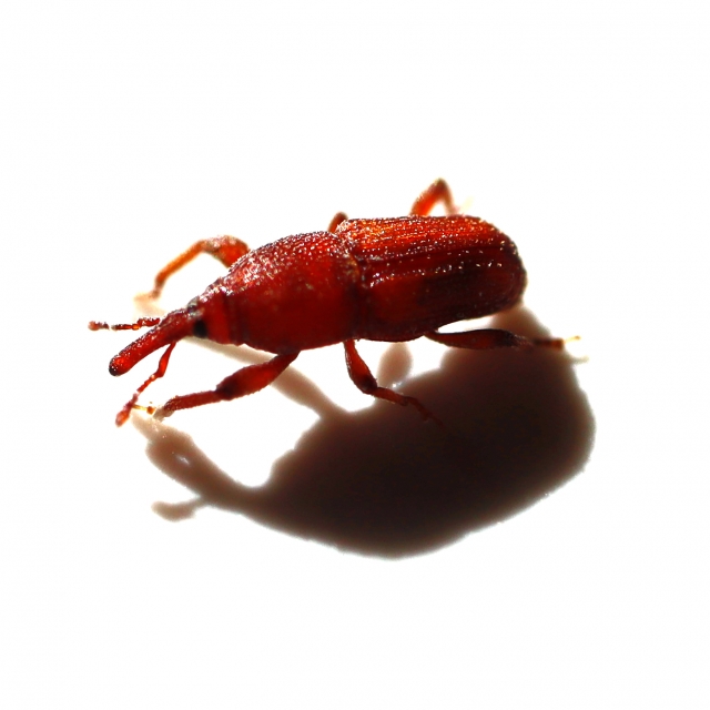 コクゾウムシってどんな虫?