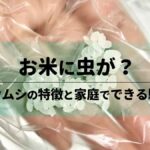 お米に虫が？コクゾウムシの特徴と家庭でできる駆除方法