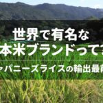 世界で有名な日本米ブランドって？ジャパニーズライスの輸出最前線
