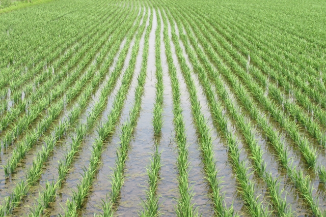 皇居で行われる特別な田植え