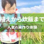 田植えから炊飯まで！人気の米作り体験