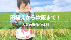 田植えから炊飯まで！人気の米作り体験