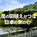 皇居の田植えがつなぐ日本の米の心