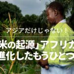 アジアだけじゃない！「米の起源」アフリカで独自進化したもうひとつの稲