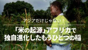 アジアだけじゃない！「米の起源」アフリカで独自進化したもうひとつの稲