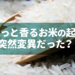 ふわっと香るお米の起源は突然変異だった？