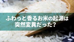 ふわっと香るお米の起源は突然変異だった？