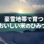 豪雪地帯で育つおいしい米のひみつ