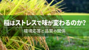 稲はストレスで味が変わるのか？環境応答と品質の関係
