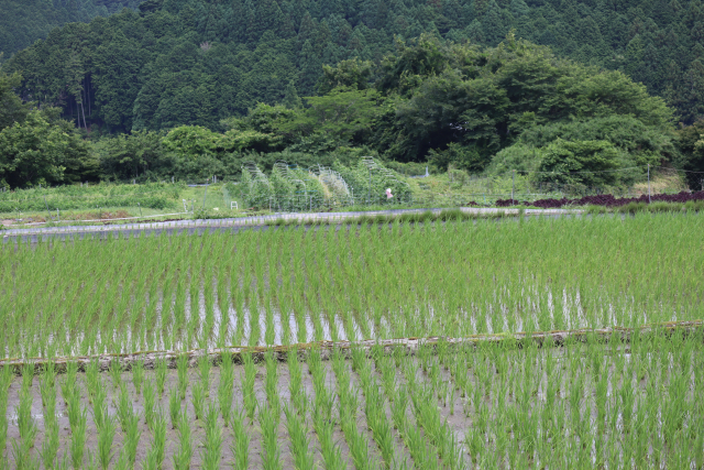 減反政策とは何か