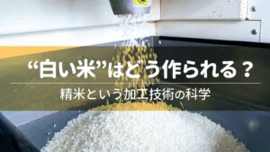 “白い米”はどう作られる？精米という加工技術の科学